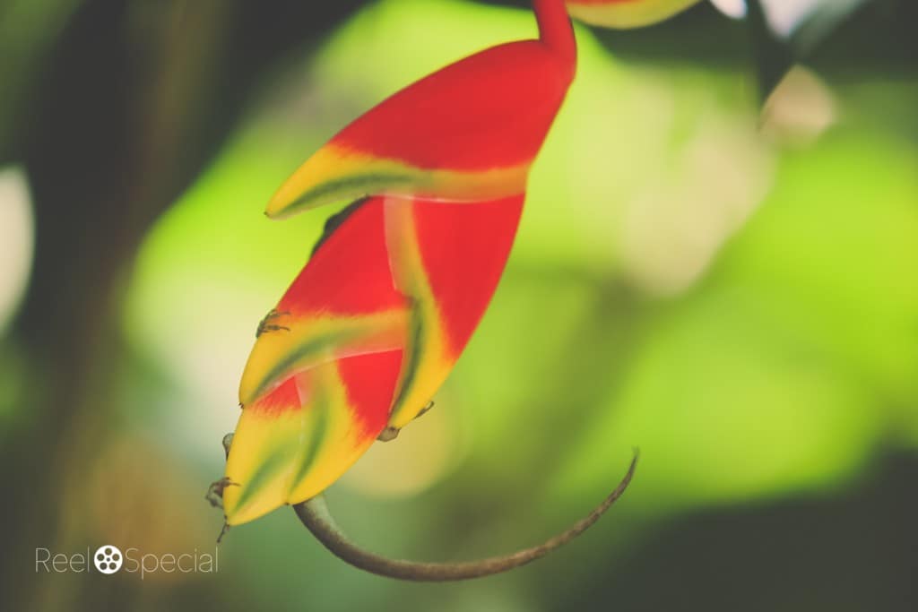 I lifted my camera to get a closeup shot and saw my little lizard friend was just hanging out on the backside of this Lobster Claw (Heliconia rostrata).